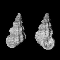 Alvania tessellata 